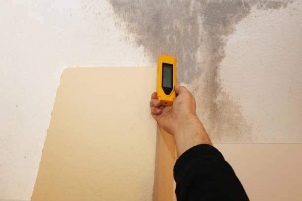 Mold Remediation for Rental Properties in Burlington, VT